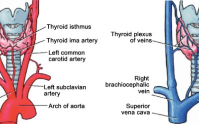 Functional Medicine: A Holistic Treatment for Thyroid Problems